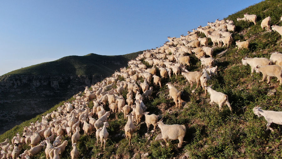 集聚在山坡上的神池羊群（詹俊杰 摄）