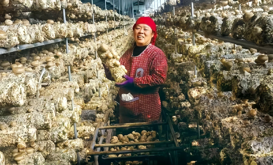 菇农在大棚里采摘香菇（刘生锋 摄）