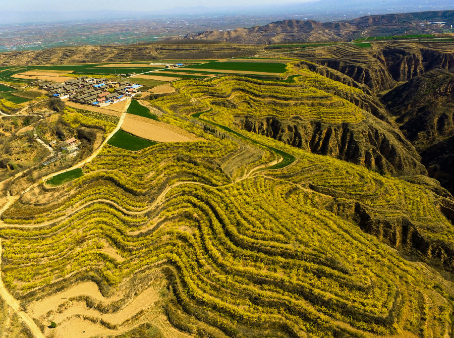 中条山北麓间生长出的连翘花海 （荆冠男  摄）
