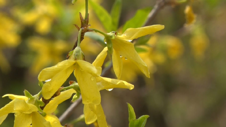  连翘黄花绽放枝头（荆冠男  摄）