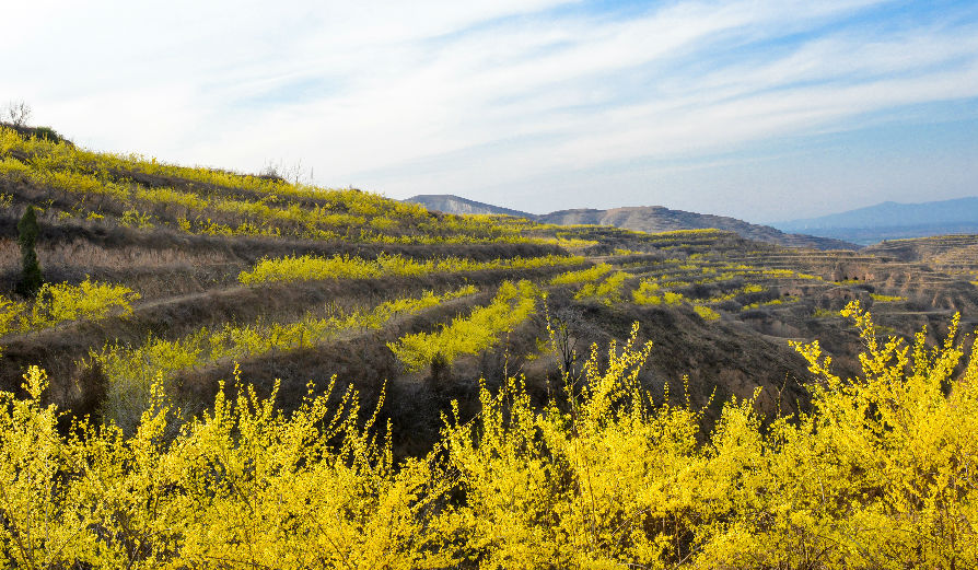 漫山连翘遍布在山野间（荆冠男  摄）
