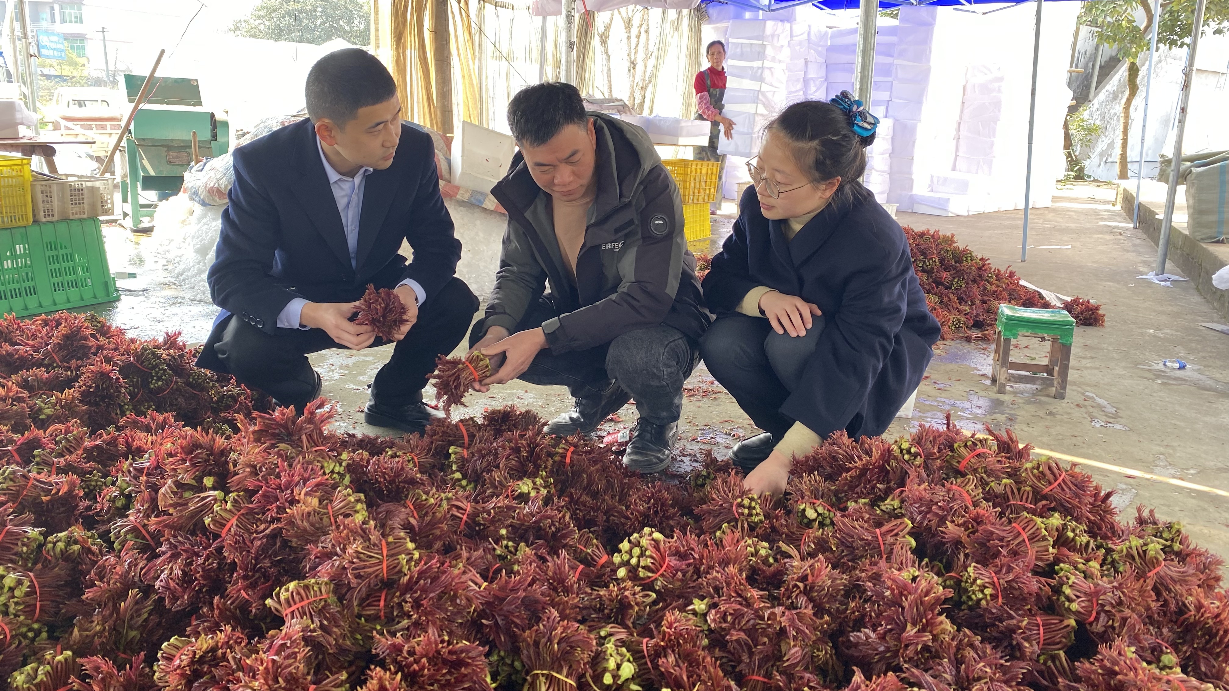 农行达州分行信贷客户经理调研香椿收购销售情况（方雨璐 摄）