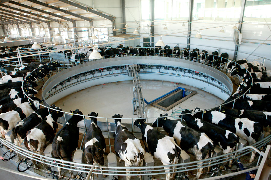 奶牛养殖基地（庞明旺 摄）