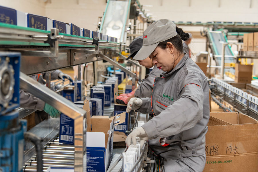 流水线上工人们专注为牛奶包装（庞明旺 摄）
