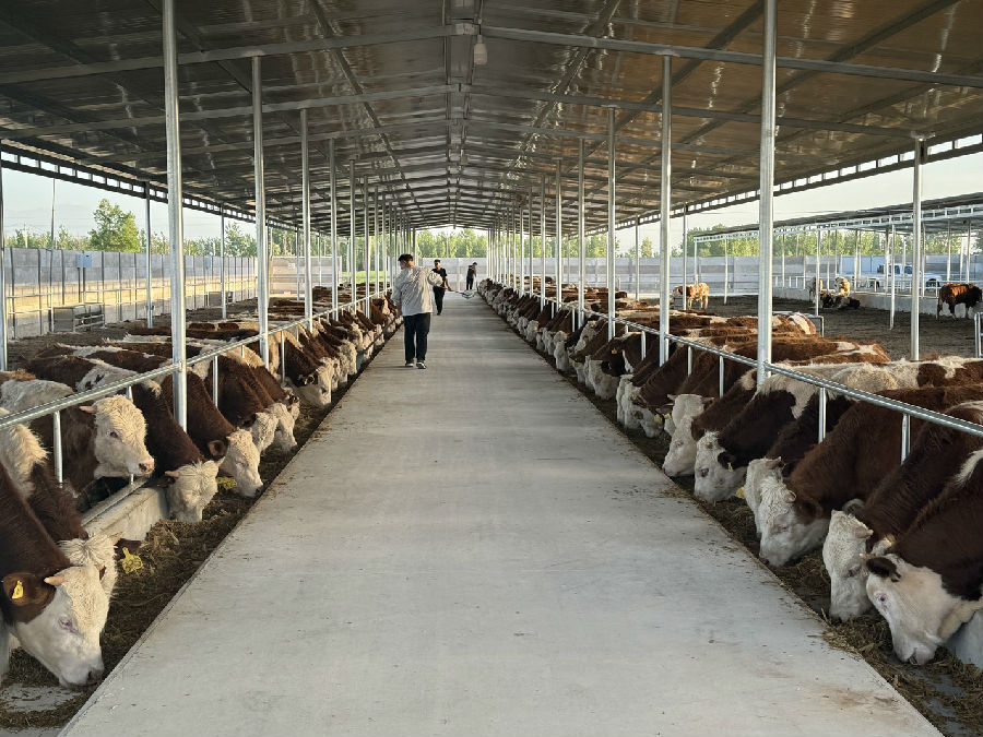 养殖肉牛基地 （王志峰  摄）