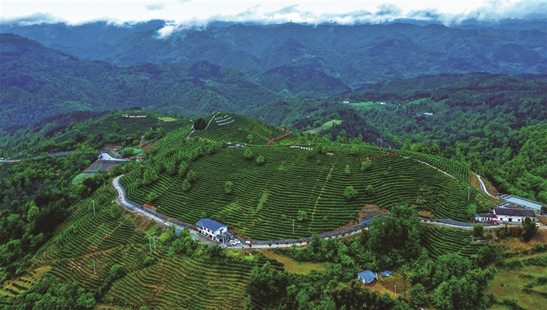 茶香蒋家坪  通讯员 王韬摄