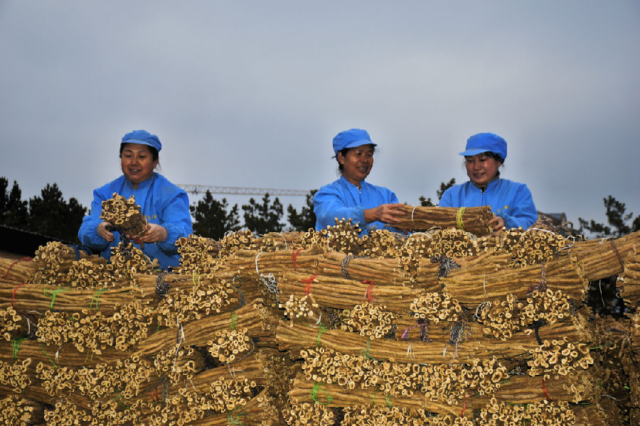 芪农们细心捆绑收获的黄芪（张锦涛 摄）