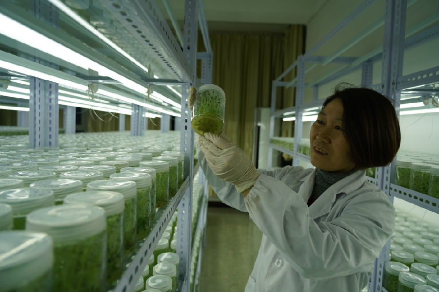 技术人员正在观察幼苗生长状况（任键 摄）