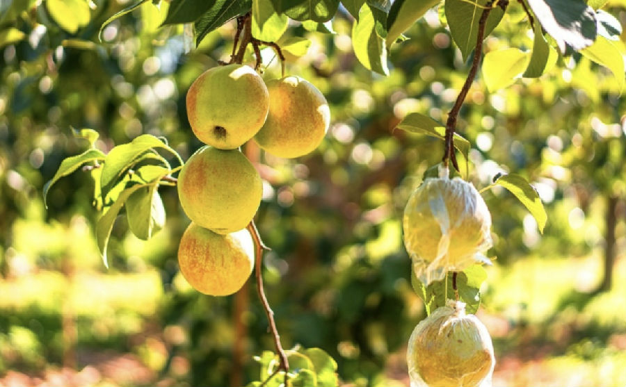 梨树枝头硕果累累（亚明 摄）