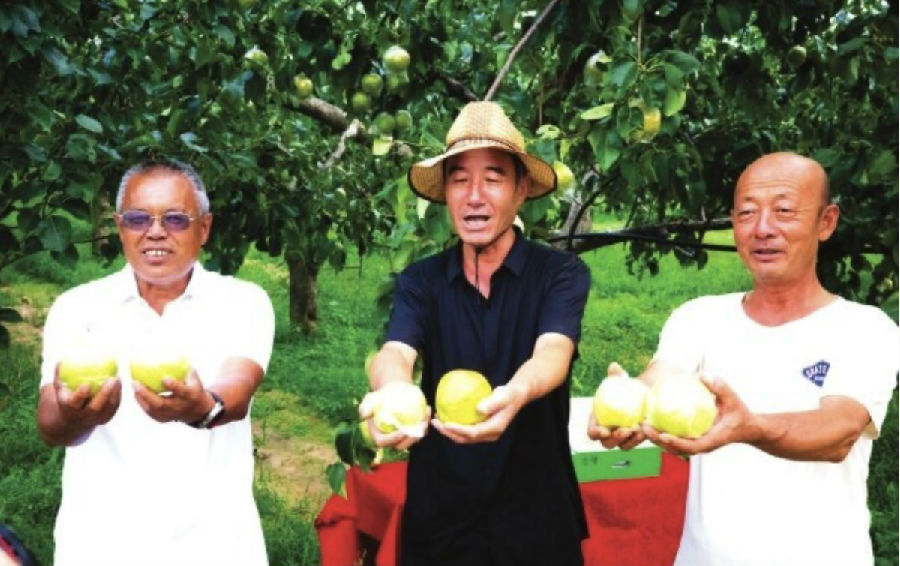 玉露香梨大丰收（亚明 摄）