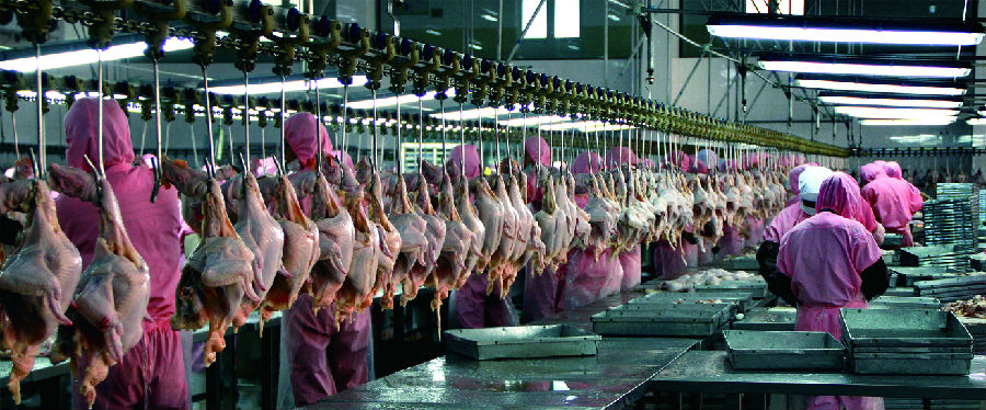 传送带上悬挂着整齐划一的生鸡肉（赵雪 摄）