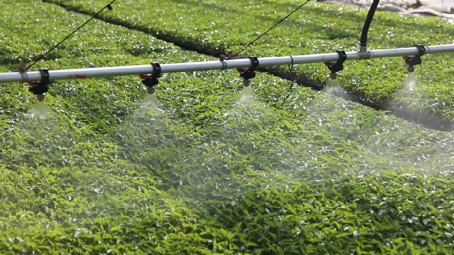  智能化喷洒灌溉农业 （晋晓 摄）