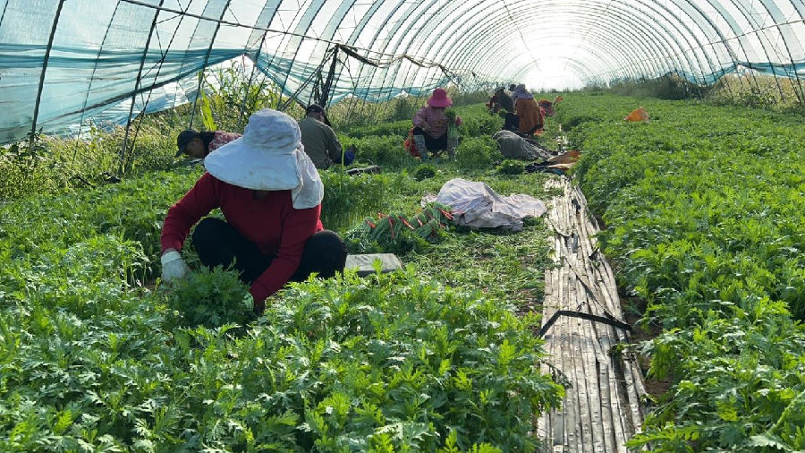 大棚蔬菜产值可观（晋晓  摄）