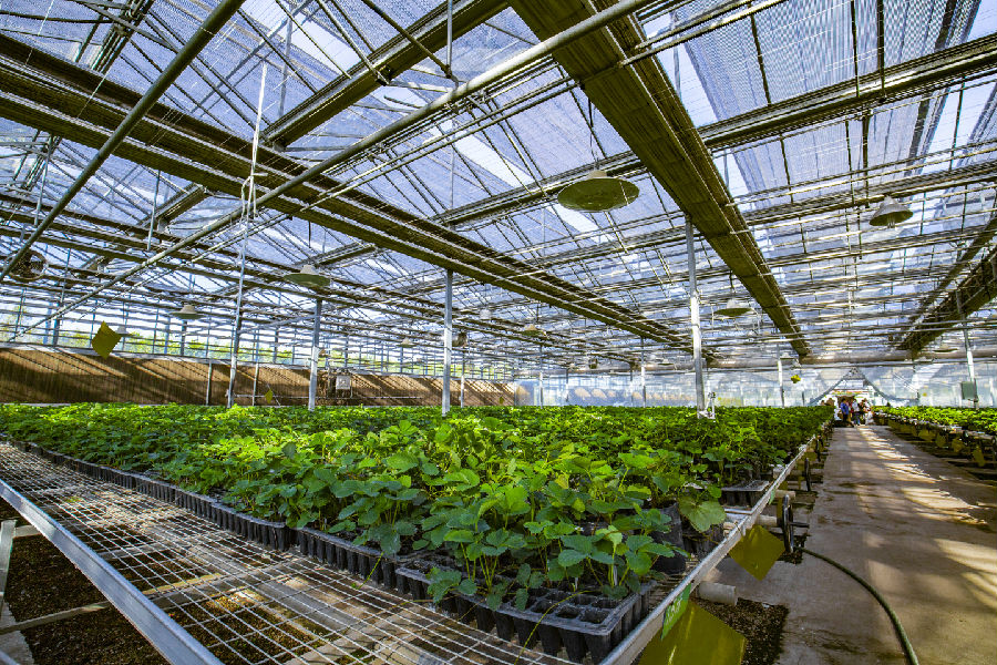  巨鑫现代农业草莓培育体系 （孙泰雁  摄）