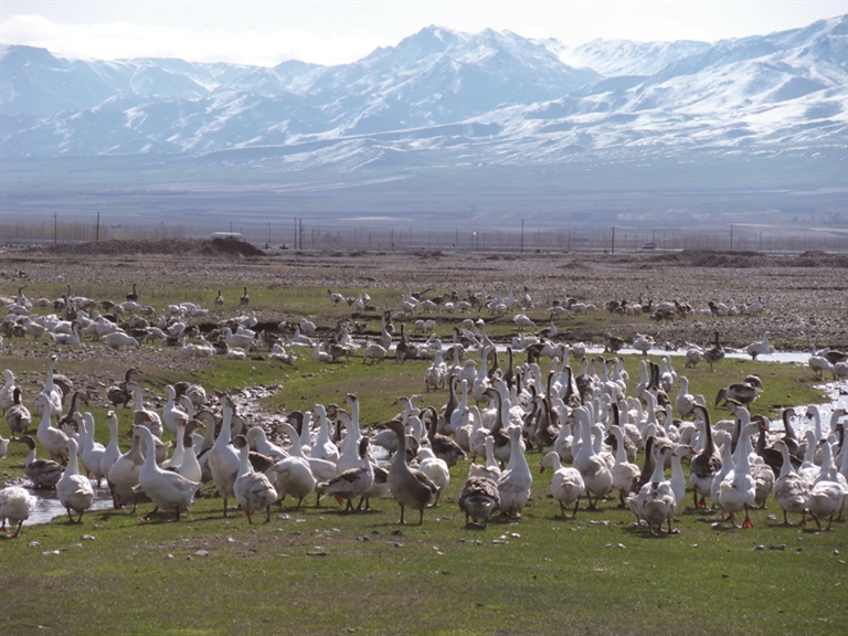 飞鹅在室外养殖基地自由捕食  通讯员 柳鹏摄