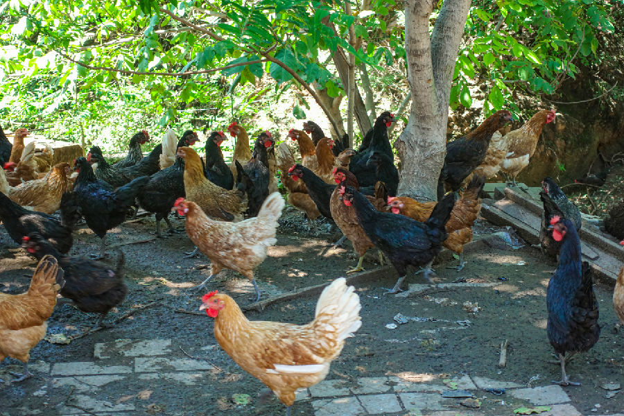  车河散养有机跑步鸡养殖基地（王成  摄）