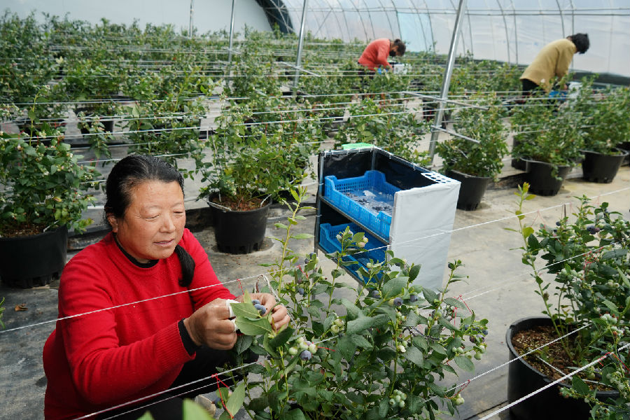 工人们在产业示范园内采摘蓝莓（马静波 摄）