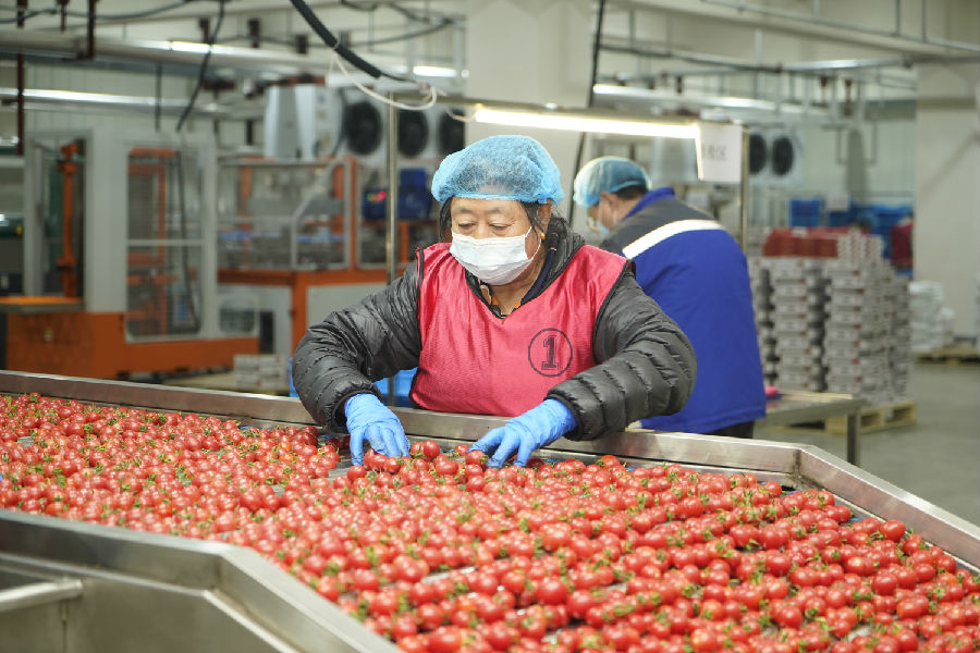 技术人员对西红柿进行质检（马静波 摄）