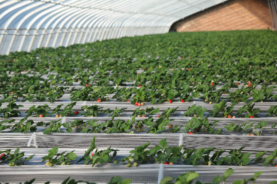  大棚内无土栽培的草莓 （杨润德 摄）