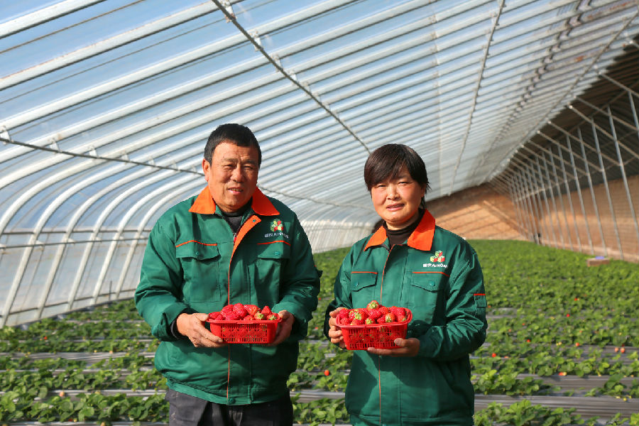  草莓迎来丰收季（杨润德  摄）