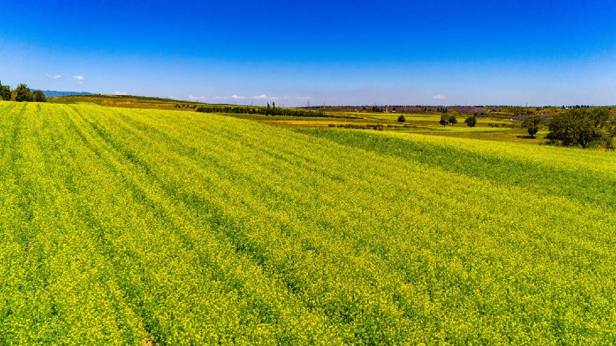 杂粮生产基地（楚向东 摄）