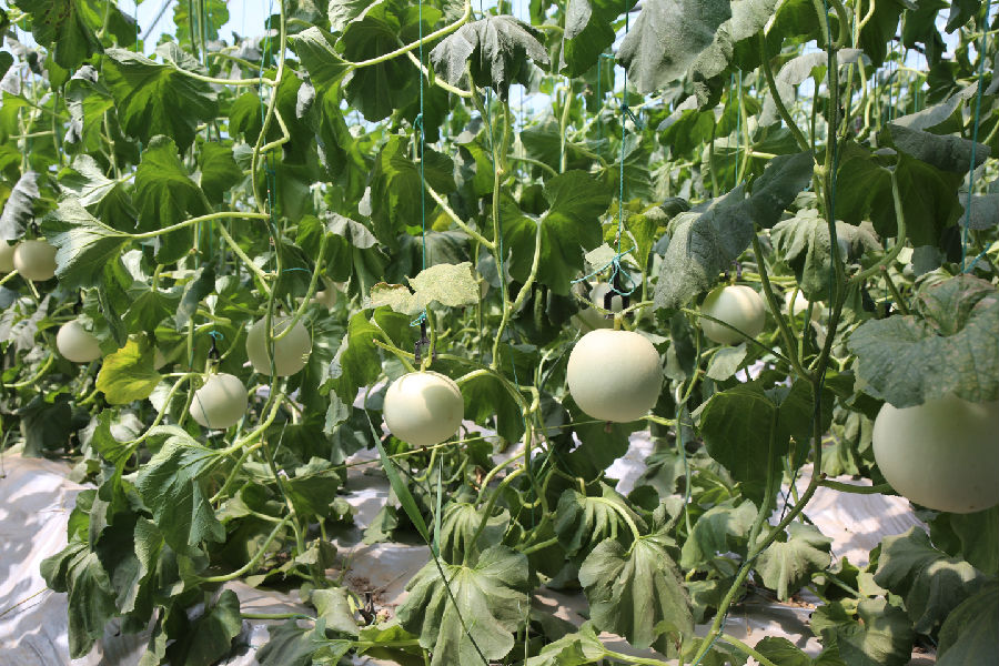  新鲜甜瓜挂满枝头（杨润德  摄）