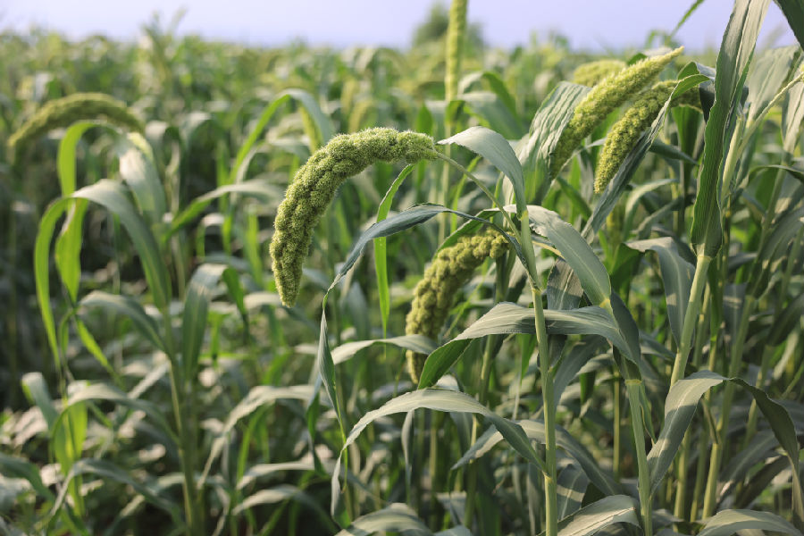 谷子翠叶托着饱满穗粒生长（郭学红 摄）
