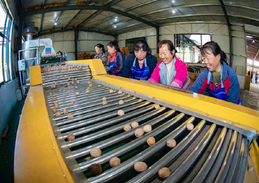 核桃加工生产基地带动周边农户增收（张文军 摄）