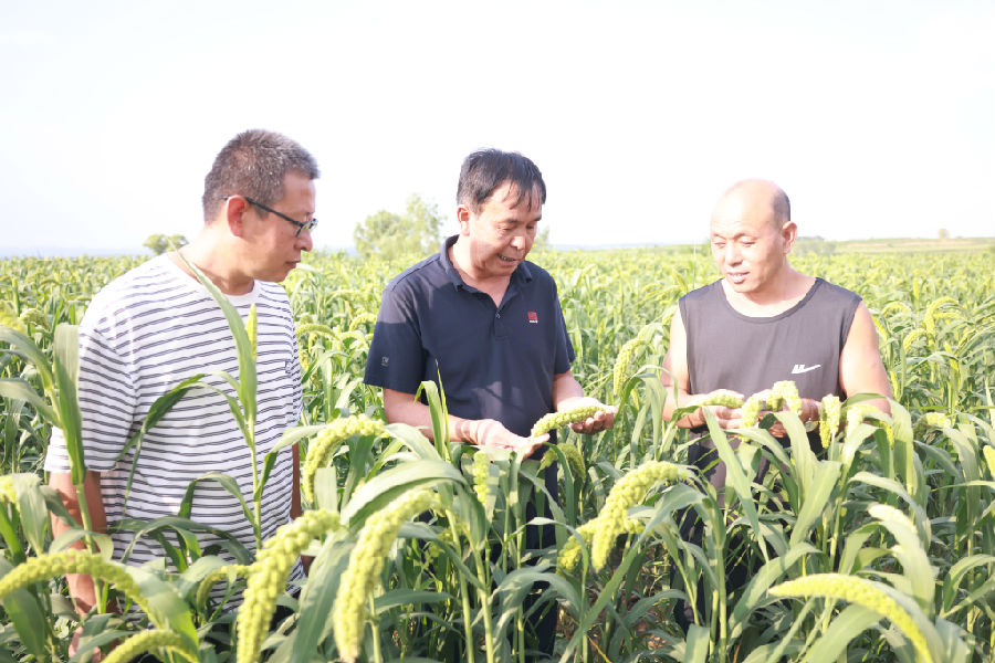 农科专家们在田间观察谷子生长情况（郭学红  摄）