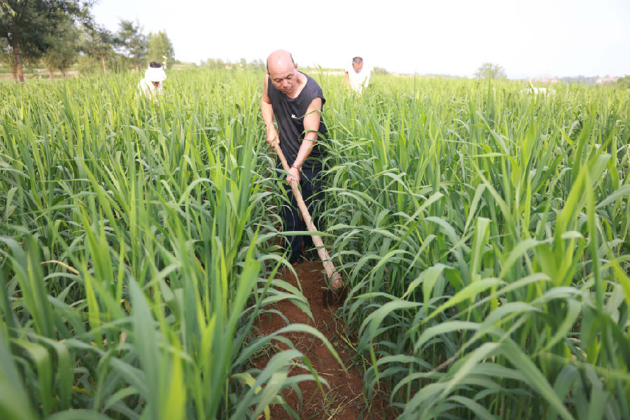 农民们在绿苗间开沟劳作（郭学红  摄）
