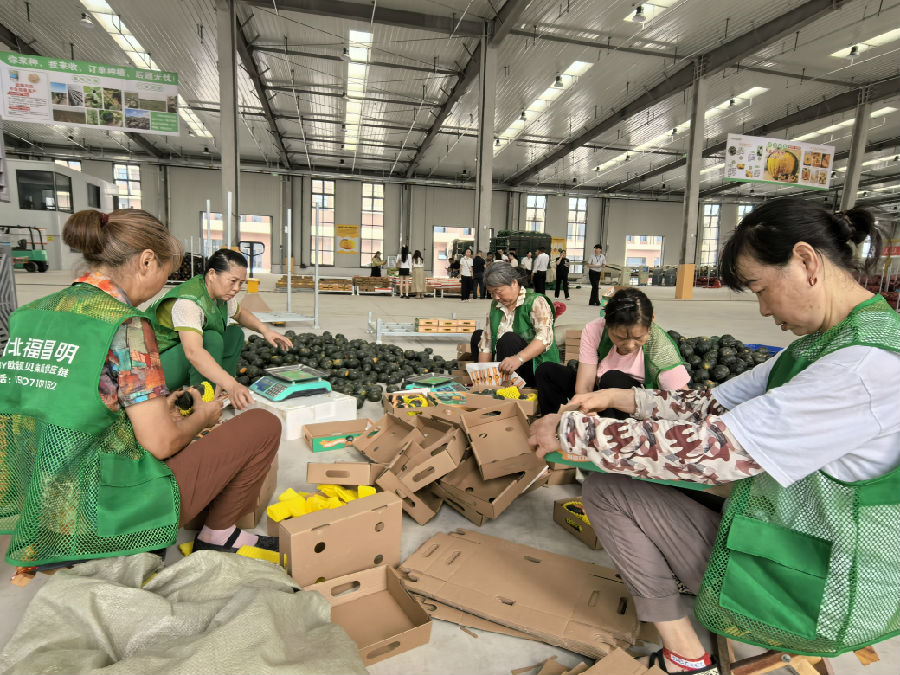 村民正在贝贝南瓜分拣车间务工。（余惠玲 摄）