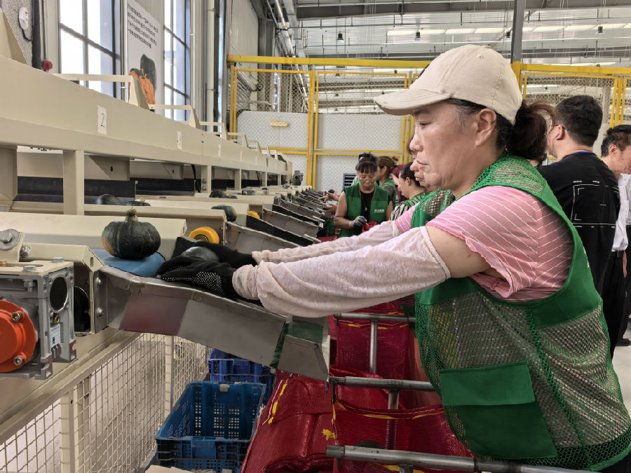 村民正在分拣贝贝南瓜。（余惠玲 摄）