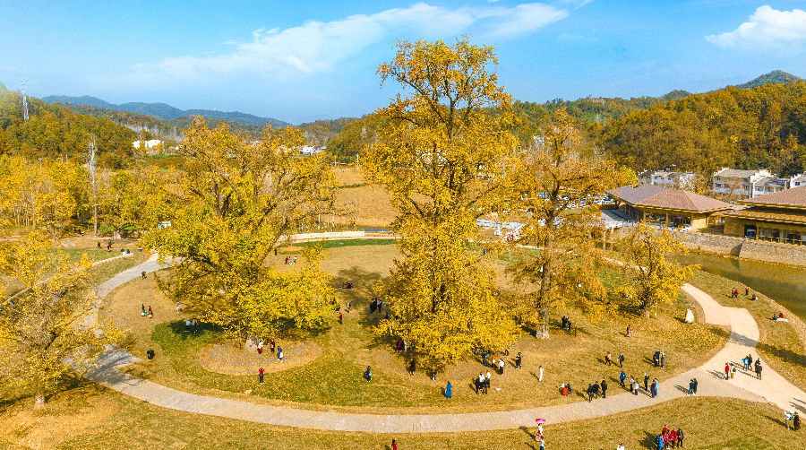 随州千年银杏谷美景。（张立 摄）