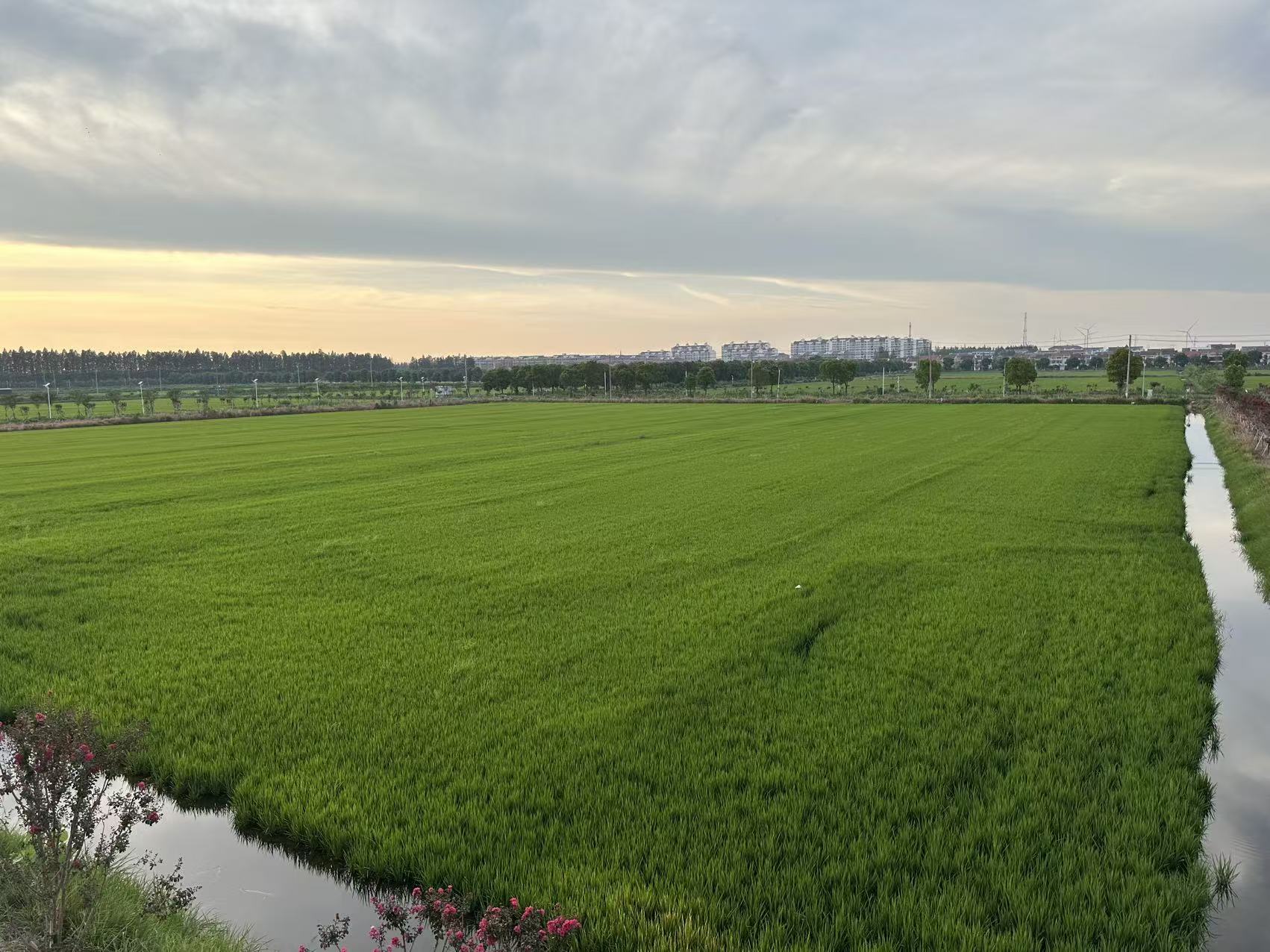 “中国虾谷”内的虾稻田（丛伯地 摄）