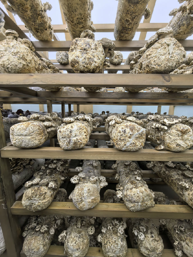 香菇棒现场展示（余惠玲 摄）