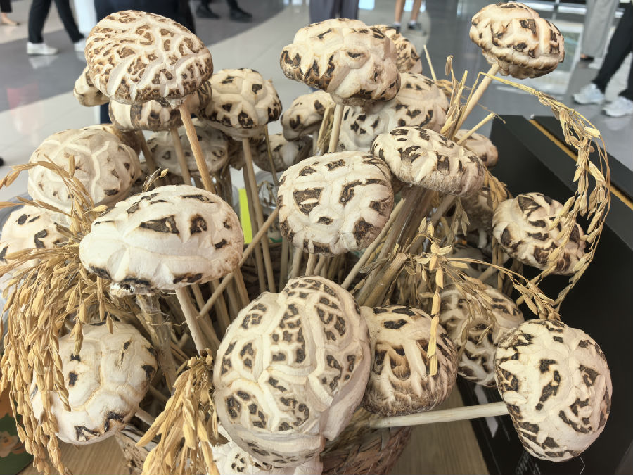 随县花菇现场展示（余惠玲 摄）