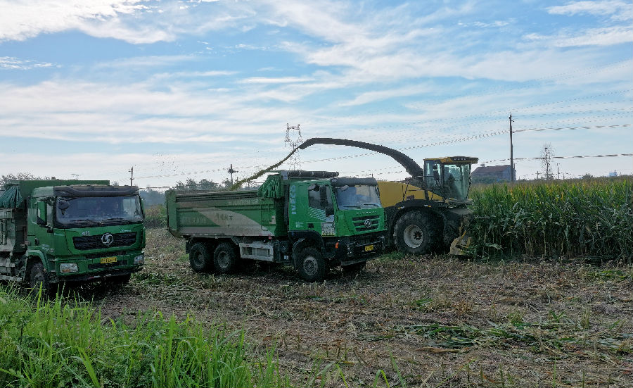 3.5万亩青贮玉米开镰，为奶牛们备足优质“草罐头”（胡振兴 摄）