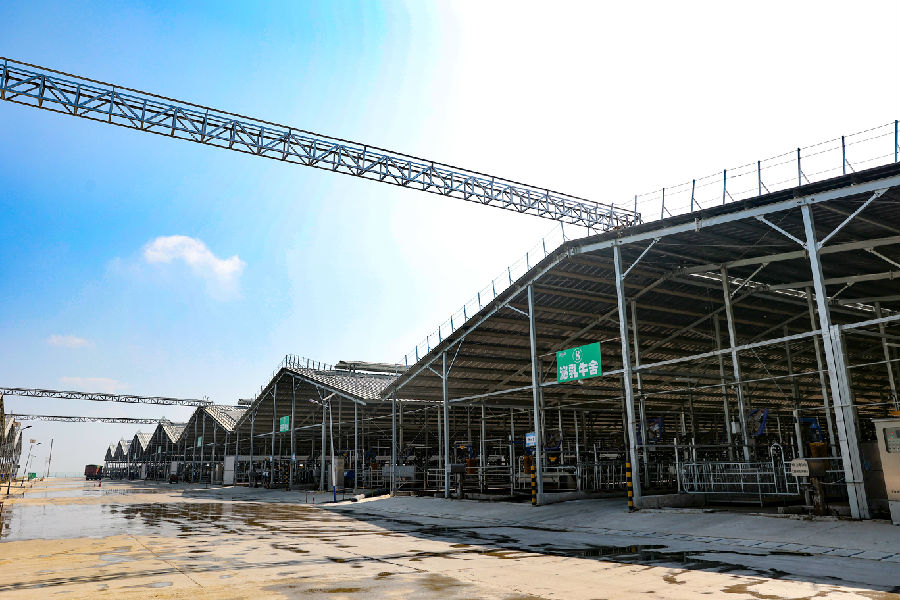 国内单体最大、框架最高的牛舍群。（刘江 摄）