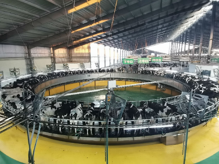  挤奶大厅里，全自动转盘式挤奶机正在高效运转。（王成波 摄）