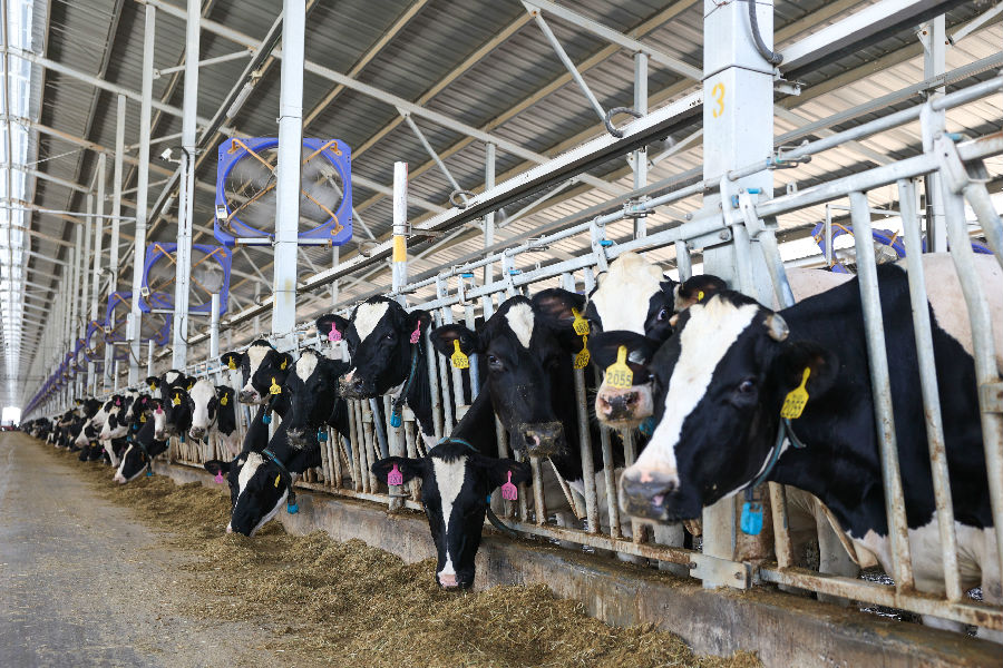 每头奶牛佩戴脖环和耳标，实时监控生理状态。（刘江 摄）