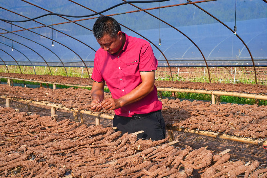 蒋道红正在查看白芷品质（潘政吉  摄）