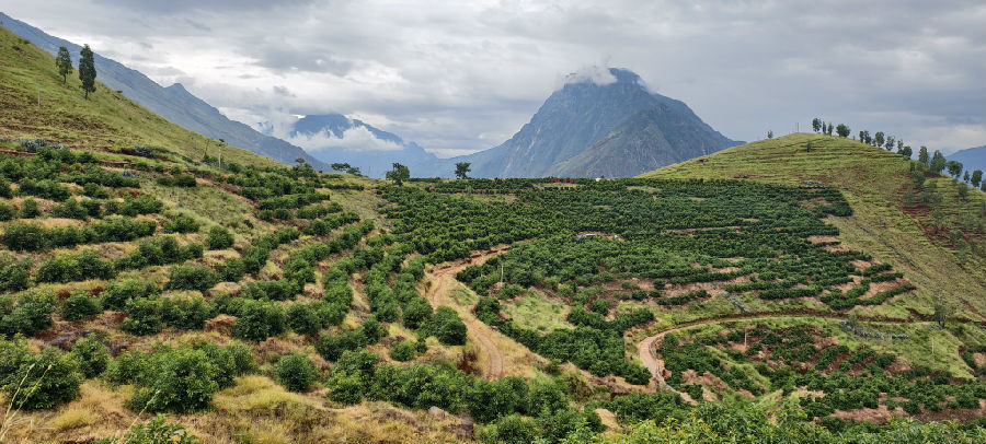 牛油果示范基地（戚原 摄）