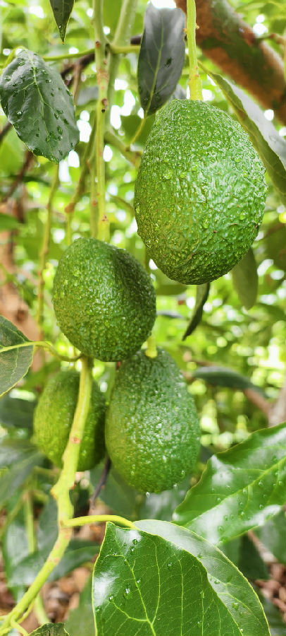 挂满果实的牛油果树（戚原 摄）