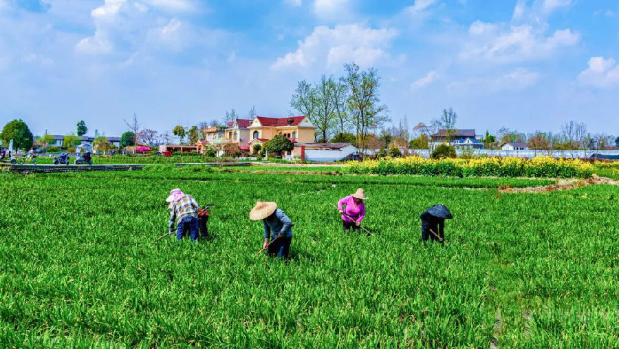 深化联农带农机制（何曼青 摄）