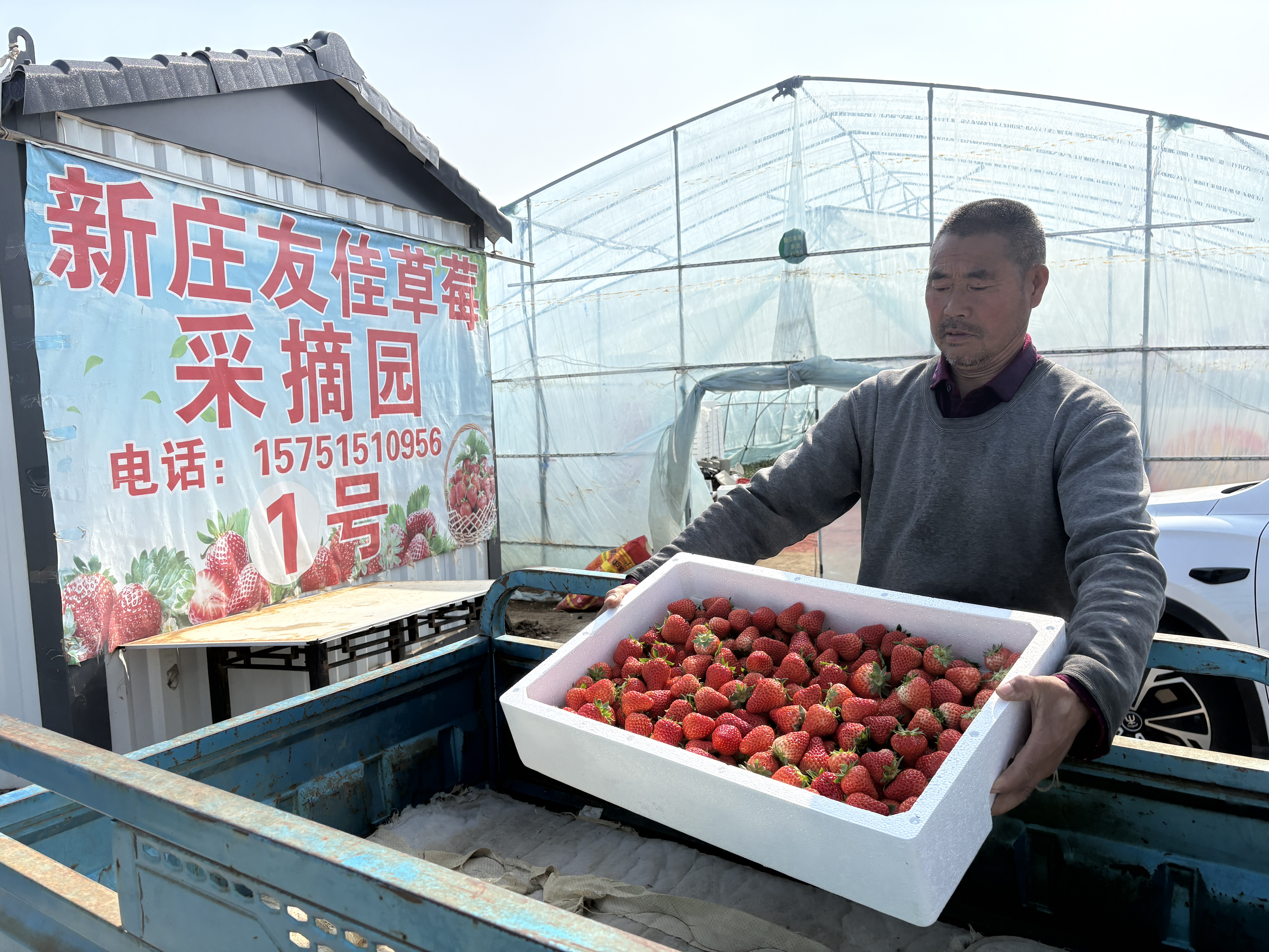 司红明搬运草莓装车(张伟伟 摄)