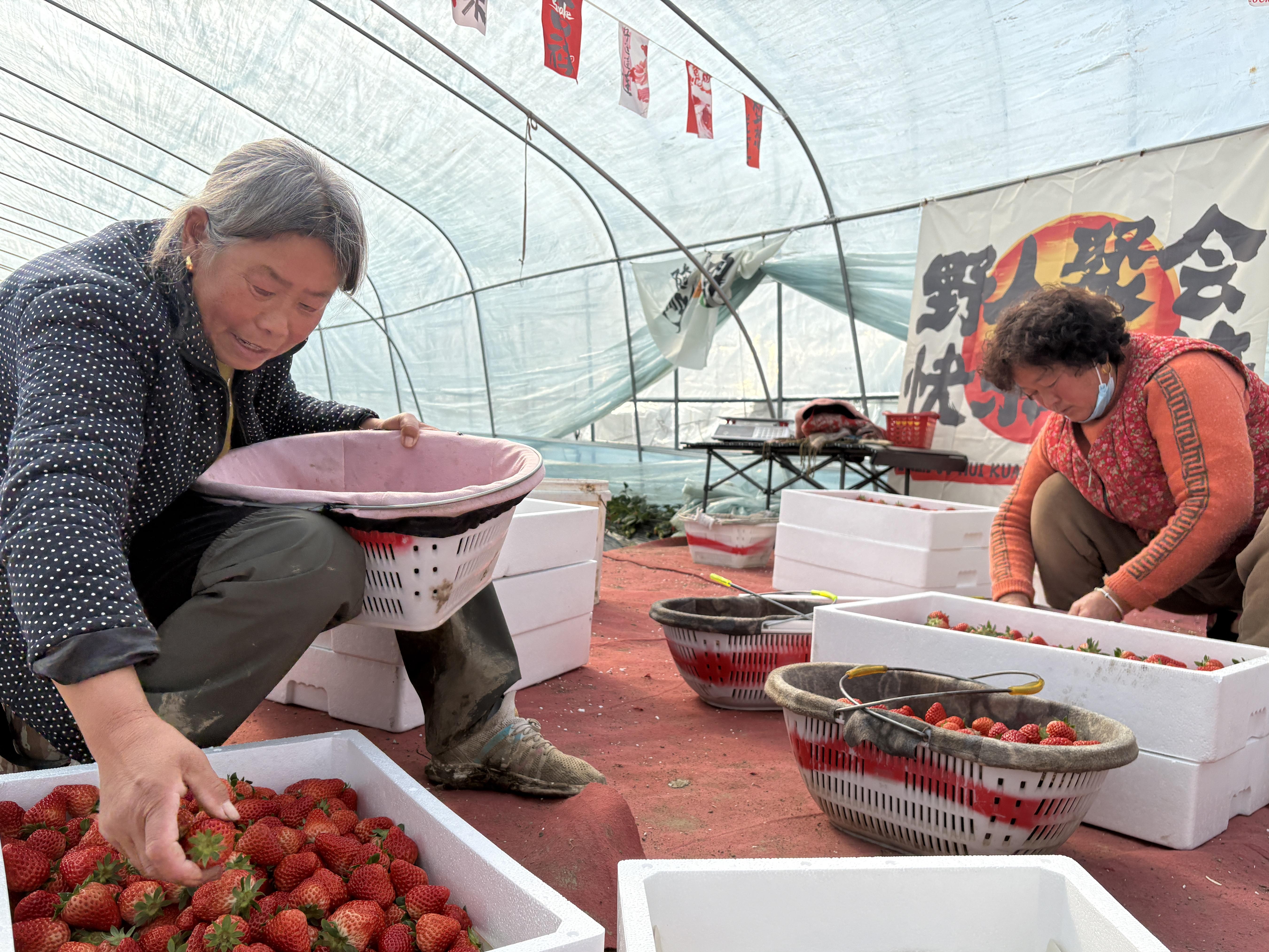 司红明的老伴(左一)挑选精品草莓装盒(张伟伟 摄)
