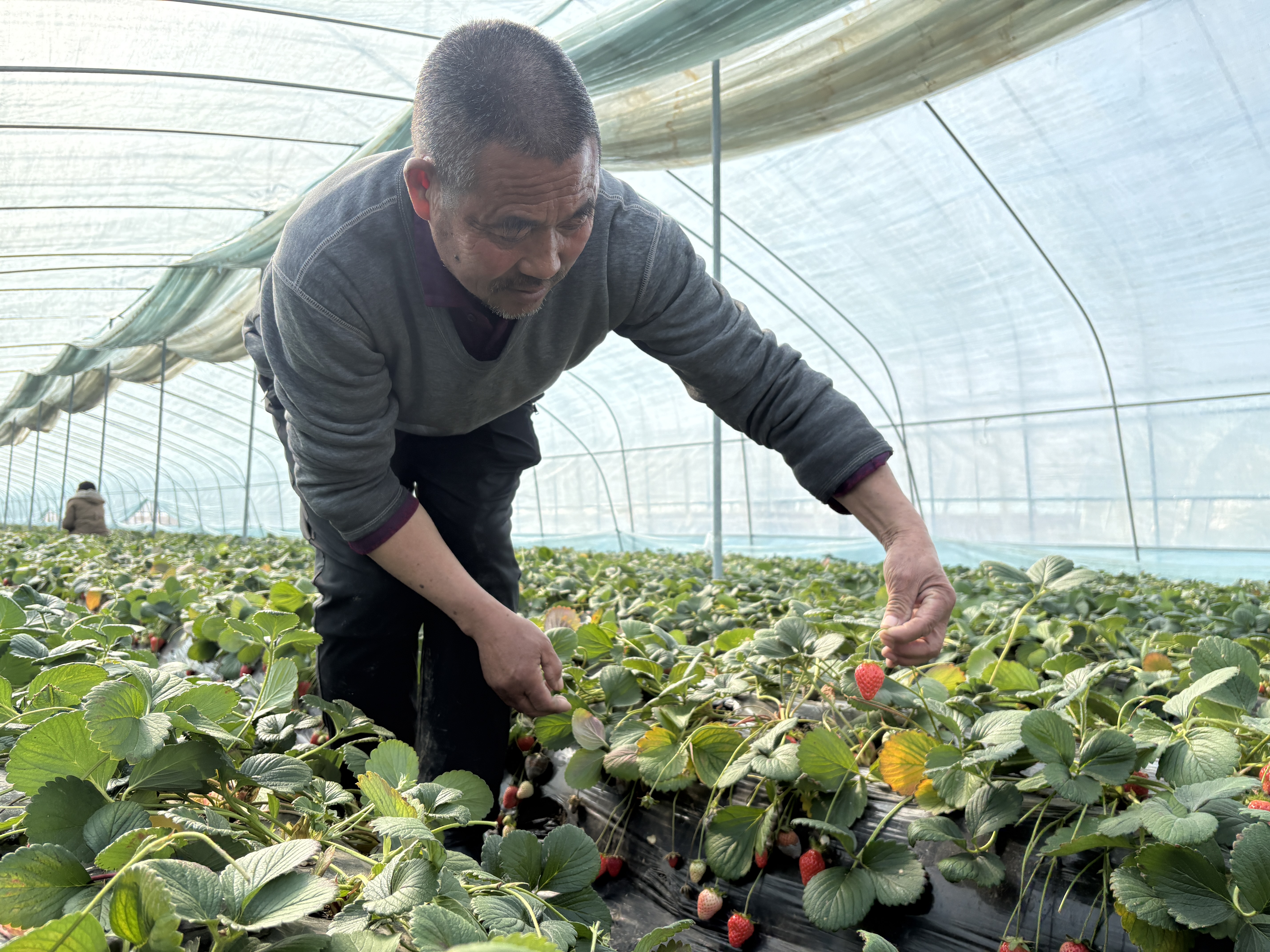 司红明查看草莓长势(张伟伟 摄)