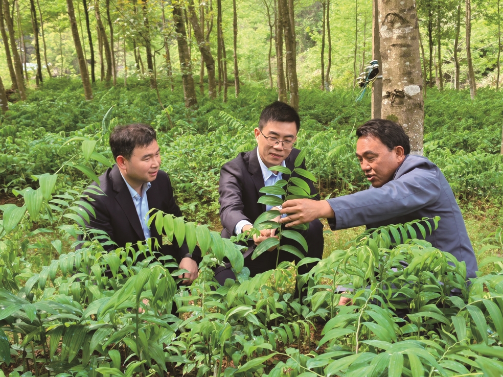 东至农商银行工作人员走访黄精种植户(谢元辉 摄)