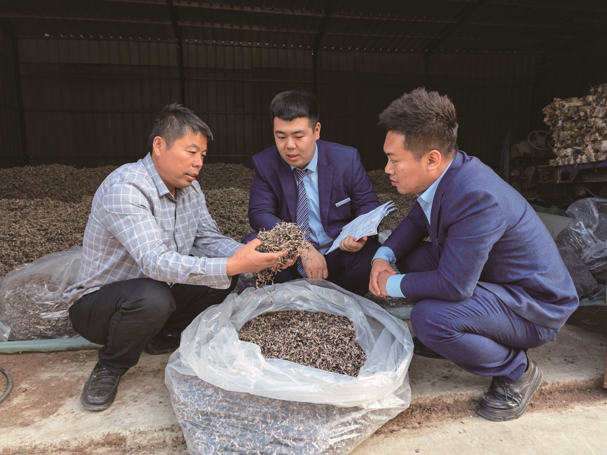 农商银行工作人员跟踪服务毛木耳种植户 (谢元辉 摄)