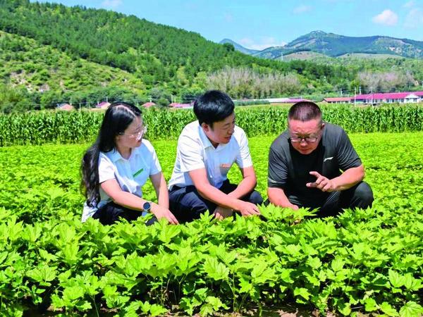 围场农商银行工作人员走访中药材种植户